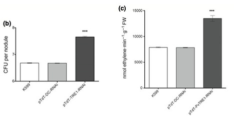 New Phytologist: Down-regulation of PvTRE1 enhances nodule biomass and bacteroid number in the common bean (2013) | Plant-Microbe Symbiosis | Scoop.it