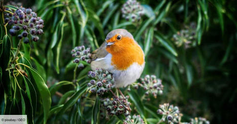 Le déclin des oiseaux de jardins se confirme en France, selon la Ligue de protection des oiseaux | Biodiversité | Scoop.it