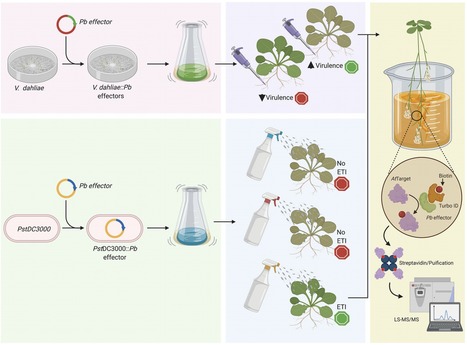 Opinion Article in&nbsp;Front Microbiol&nbsp;&bull; P&eacute;rez-L&oacute;pez Lab 2021 &bull; Looking for a Cultured Surrogate for Effectome Studies of the Clubroot Pathogen | Originals | Scoop.it