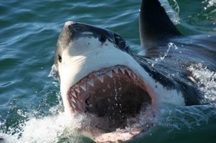 Great White Shark Population Off Central, South Coasts May Be Growing, With El Nino Possible Contributor | Coastal Restoration | Scoop.it