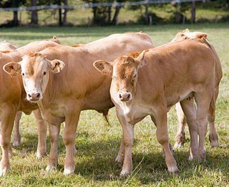 Consommation d’eau : la viande bovine visée | La Gazette des abattoirs | Scoop.it