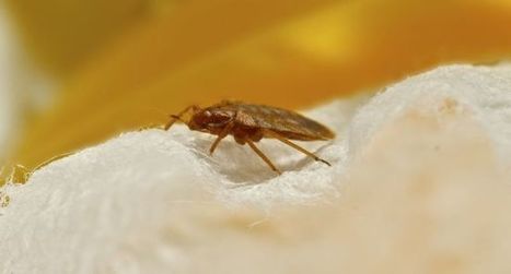 Rennes : des punaises de lit envahissent les urgences du CHU - 02/07/2018 | Vari&eacute;t&eacute;s entomologiques | Scoop.it