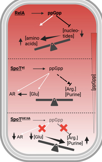 Basal ppGpp regulation by SpoT coordinates metabolic homeostasis and acid resistance | brvm | RMH | Scoop.it