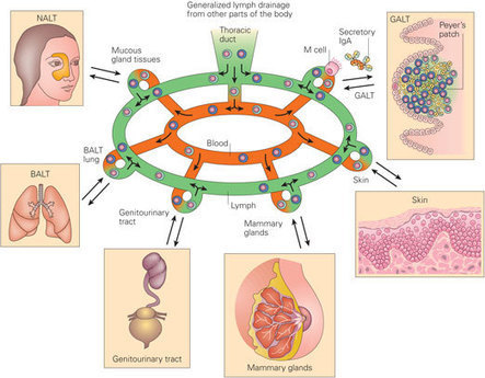 Immunology Center : companion of Bellanti Immunology IV uses the most advanced pedagogical and online aids | Immunology for University Students | Scoop.it