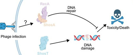 The molecular mechanisms of the ShosTA system in mediating anti-phage defense | nar | RMH | Scoop.it