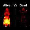 Immunology