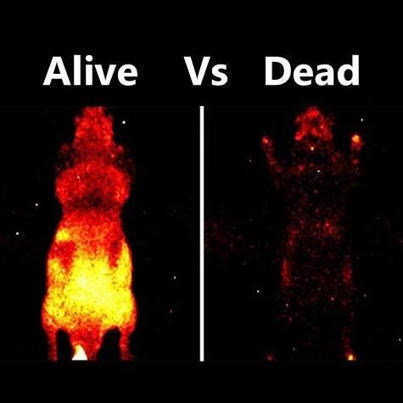 #stem #phdlife #fascinating #biologicalprocessesexplained | The IUBMB | 29 comments | Immunology | Scoop.it