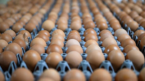 Plus petits, moins nombreux et risque de p&eacute;nurie&hellip; Les effets de la s&eacute;cheresse sur la production d'&oelig;ufs &ndash; | Plan&egrave;te DDurable | Scoop.it
