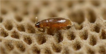 Les coléos miniatures : le cas de Baranowskiella ehnstromi (Coléoptères Ptiliidae) en métropole | EntomoNews | Scoop.it