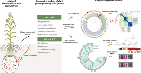 Unveiling the Genetic Basis of biochemical pathways of Plant Growth Promotion in Bacillus pumilus and the First Genomic Insights into B. pseudomycoides as a biostimulant | Cin | RMH | Scoop.it