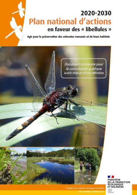 Consultation publique "Plan national d'actions Libellules" du 22/10/2020 au 16/11/2020 | Variétés entomologiques | Scoop.it