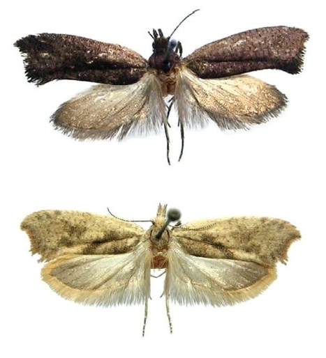 Deux espèces nouvelles de papillons découvertes en Russie | EntomoNews | Scoop.it