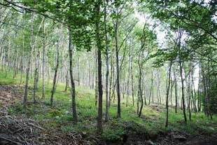 Aprobados los pliegos técnicos que regulan la elaboración de proyectos de gestión forestal de montes | Vallées d'Aure & Louron - Pyrénées | Scoop.it