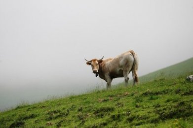 Une vache charge des randonneurs dans les Pyrénées : cinq blessés | Vallées d'Aure & Louron - Pyrénées | Scoop.it