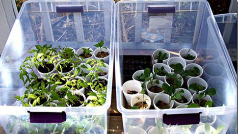 Repurpose clear storage totes as mini-greenhouses | Gardening Life | Scoop.it
