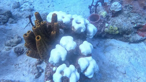 R&eacute;cifs coralliens des Cara&iuml;bes : un d&eacute;clin alarmant mis en lumi&egrave;re par un rapport scientifique | &Eacute;cosyst&egrave;mes Tropicaux | Scoop.it
