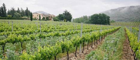 Les #Vignerons #Ardéchois créent une #marque pour valoriser leur #démarche #durable | RSE et PME | Scoop.it