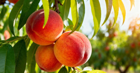 Arbres fruitiers&nbsp;: combien d&rsquo;ann&eacute;es faut-il vraiment attendre avant votre premi&egrave;re r&eacute;colte&nbsp;? | Attitude BIO | Scoop.it