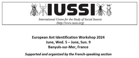 Atelier d'Identification des Fourmis Européennes à Banyuls-sur-Mer en juin 2024 | Variétés entomologiques | Scoop.it