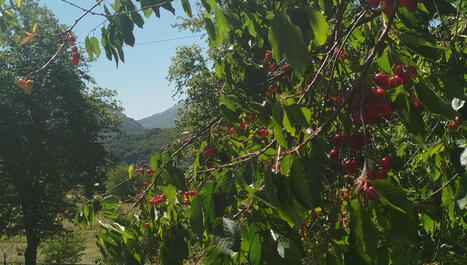 Vers une belle année pour la cerise dans le Pays Basque - ici | BABinfo Pays Basque | Scoop.it