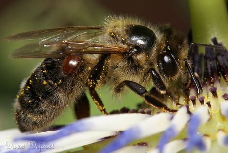 Suisse : Les importantes pertes de colonies d&rsquo;abeilles justifient les efforts entrepris au niveau de la recherche - Agroscope | EntomoNews | Scoop.it