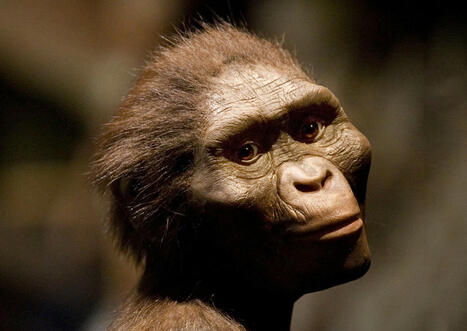 Ancient Hominin Lucy Wasn’t as Hairy as We Imagine | Help and Support everybody around the world | Scoop.it