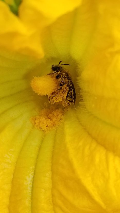 Parmi les communautés d'abeilles sauvages, des niveaux de virus plus faibles sont fortement corrélés à une plus grande richesse en espèces des abeilles | EntomoNews | Scoop.it