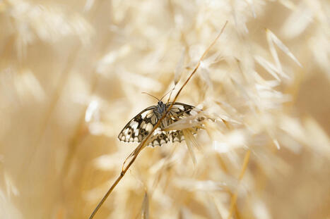 Journée mondiale du Papillon ! Noé | Biodiversité | Scoop.it