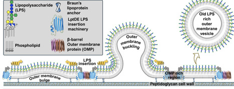 Lipopolysaccharide insertion and vesicle mediated turnover drive growth independent outer membrane adaptation in Escherichia coli | Ncm | RMH | Scoop.it