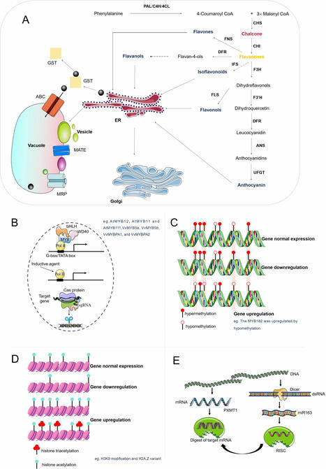 Unlocking the potential of flavonoid biosynthesis through integrated metabolic engineering | frn | RMH | Scoop.it