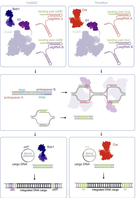 CRISPR-based technologies for large DNA insertions | tin | RMH | Scoop.it