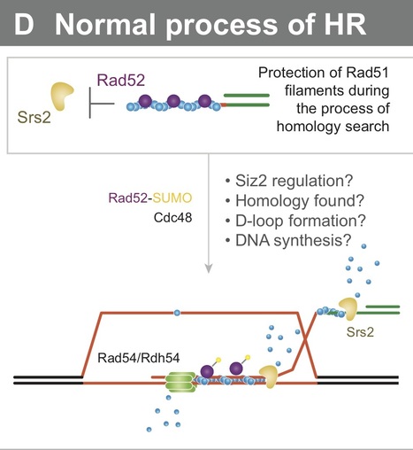 Rad52-Rad51 association is essential to protect Rad51 filaments against Srs2, but facultative for filament formation | Life Sciences Universit&eacute; Paris-Saclay | Scoop.it