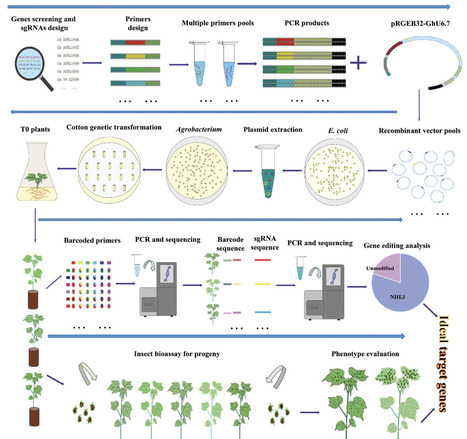 Construction of Host Plant Insect-Resistance Mu...