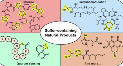 Sulfur-Containing Microbial Natural Products and Their Role in Communal Interactions | acs | RMH | Scoop.it