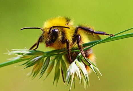 Congrès mondiale de la nature : conférence "Perte de la biodiversité, quels impacts et conséquences sur le monde actuel ?" le 7 septembre 2021 à Marseille | Variétés entomologiques | Scoop.it