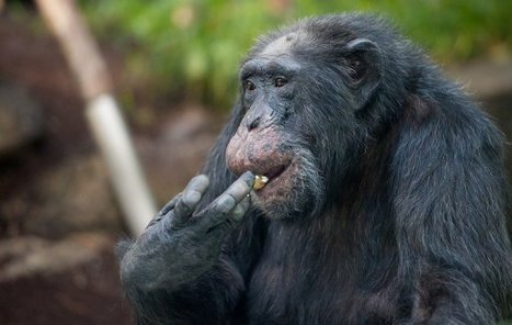Etats-Unis: les chimpanzés quasiment plus utilisés pour la recherche médicale | Intervalles | Scoop.it