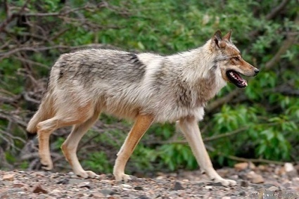 Hautes-Alpes : une louve blessée, entre la vie et la mort, actuellement soignée | Pastoralisme Ours Loups Lynx | Scoop.it