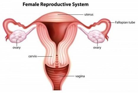 Egg Fallopian Tube Blockage In Affordable Tubal Reversal Cost