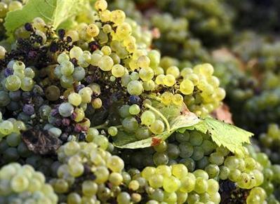 Les vins d'appellation s'inqui&egrave;tent des futurs sites en .vin - ouest-france.fr | Agriculture en Pays de la Loire | Scoop.it