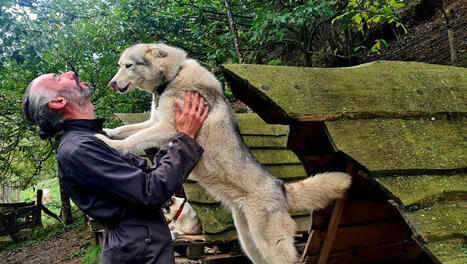 Arreau. Activités familiales toute l’année au "Repaire des Huskys" | Vallées d'Aure & Louron - Pyrénées | Scoop.it