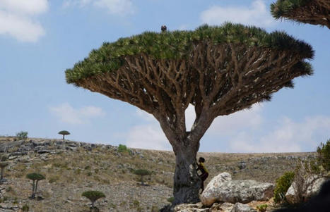 Au Yémen, l'archipel de Socotra et sa biodiversité unique en danger | Histoires Naturelles | Scoop.it