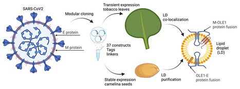 Développement d’un nouveau système de production de protéines virales membranaires dans les plantes : application aux protéines E et M du SARS-CoV-2 | Life Sciences Université Paris-Saclay | Scoop.it