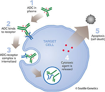 Seattle Genetics Presents Data from SGN-CD19A A...