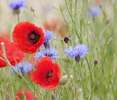 Intensive farming 'threatens food security' and Biodiversity | BIODIVERSITY IS LIFE  &ndash; | Scoop.it