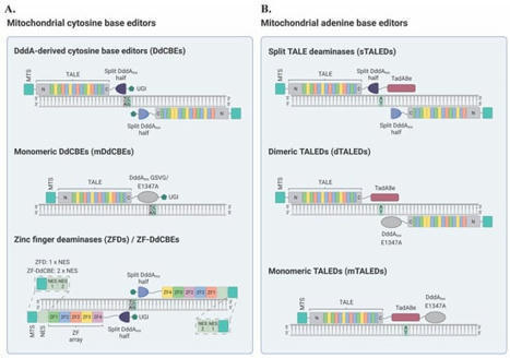 Mitochondrial Base Editing and Recent Advances towards Therapeutic Opportunities | Amazing Science | Scoop.it