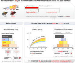 L'exposition aiguë à l'ozone nuit à la détection des odeurs florales, à l'apprentissage et à la mémoire des #abeilles domestiques | EntomoNews | Scoop.it