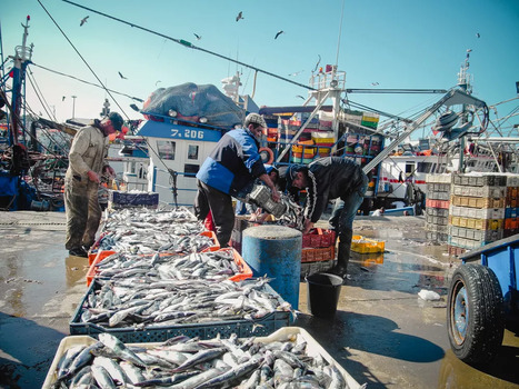 MOROCCO : Local fish merchant slashes prices revealing the price gouging of middlemen &ndash; | CIHEAM Press Review | Scoop.it