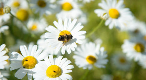 Plan national en faveur des insectes pollinisateurs et de la pollinisation : Consultation publique du 28 juin au 20 juillet 2021  | Variétés entomologiques | Scoop.it