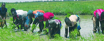 Mali : Campagne agricole à l’Office Riz Ségou : une pénurie alimentaire imminente à Tamani | Questions de développement ... | Scoop.it
