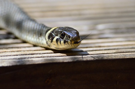 Cette IA a besoin de vous pour apprendre à reconnaître des reptiles - Numerama | Biodiversité | Scoop.it